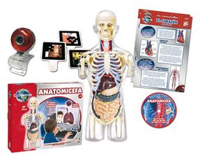 Anatomía Cefa