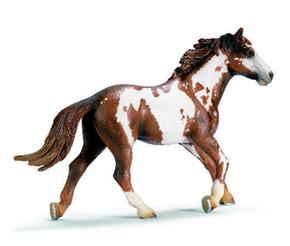 Ffa Caballo Pinto/pinto Stallion