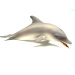 Fo Delfin / Dolphin