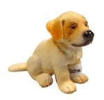 Fc Golden Retriever Bebé/golden Retriever Puppy